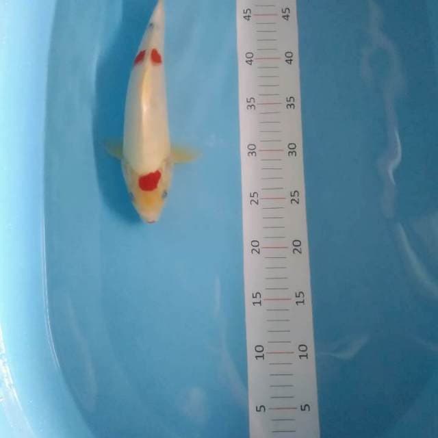 sanke 27cm