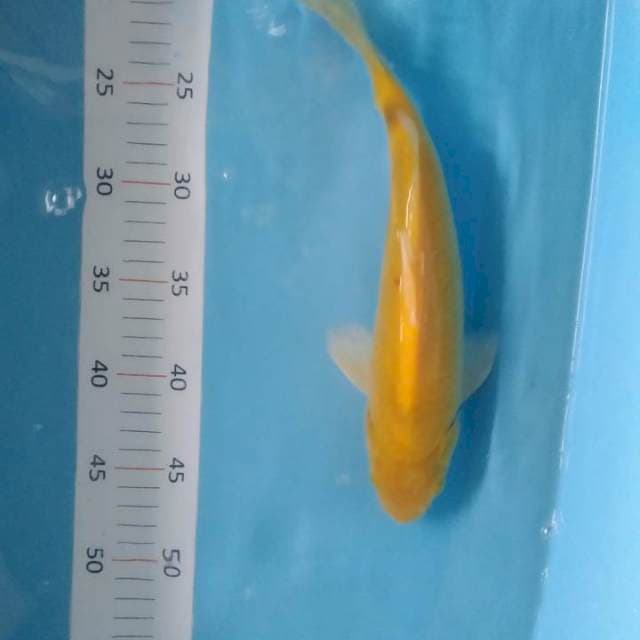 Ogon F1 30bu
