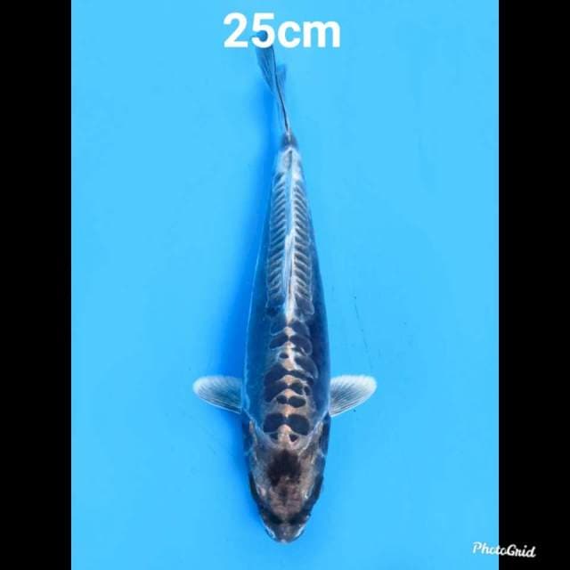 Super Kiko No Bocor , 24cm 