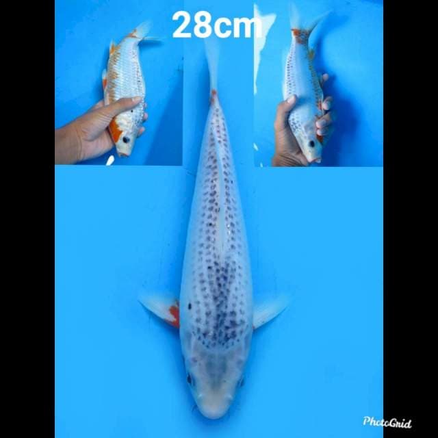 Asagi Tategoi , 28cm