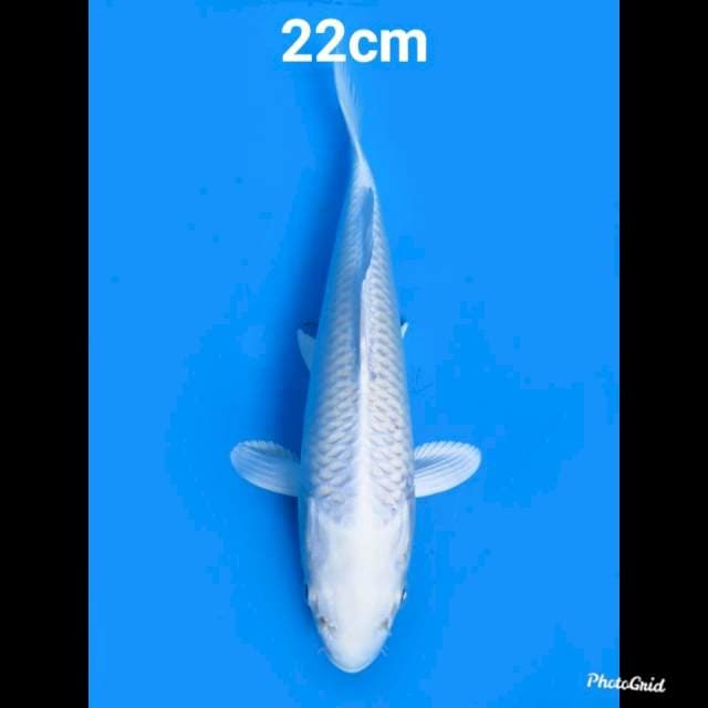 Platinum Salju , 22cm