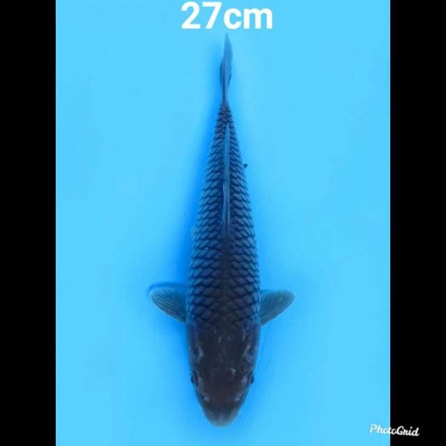 F1 Soragoi Koleksi , 27cm