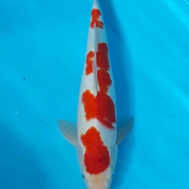 Origin kohaku 45