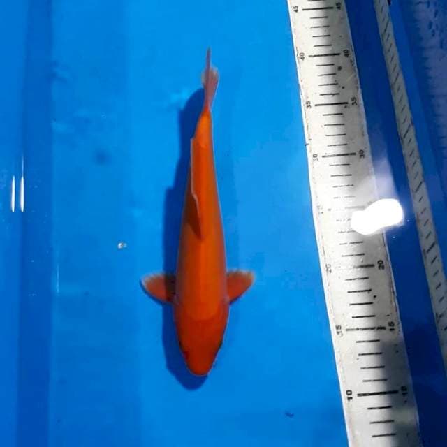 AKAHAJIRO DOITSU RED TEMBUS PERUT 26 CM