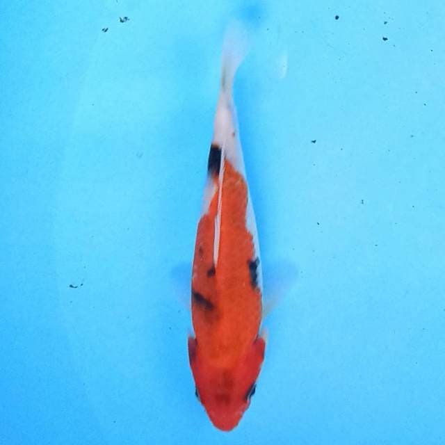 Showa 18 cm