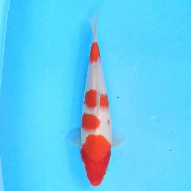 Kohaku 27 cm