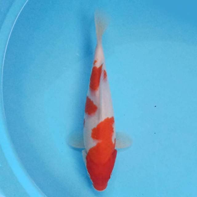 Kohaku 28 cm