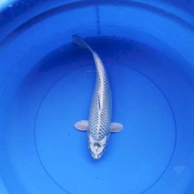 Gin matshuba 32 cm