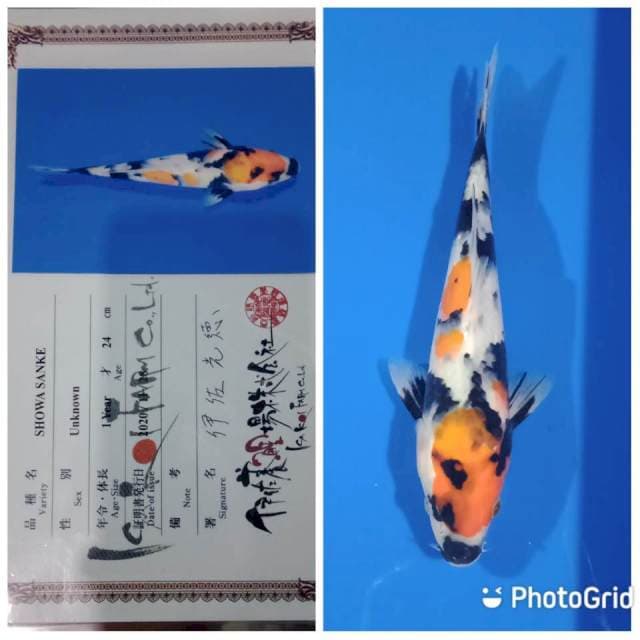 Showa jumbo tosai isafarm