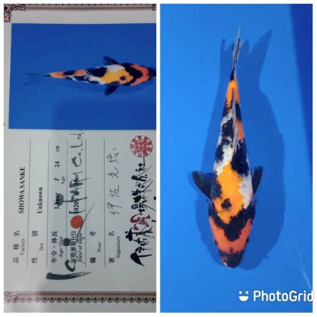 Showa jumbo tosai isa