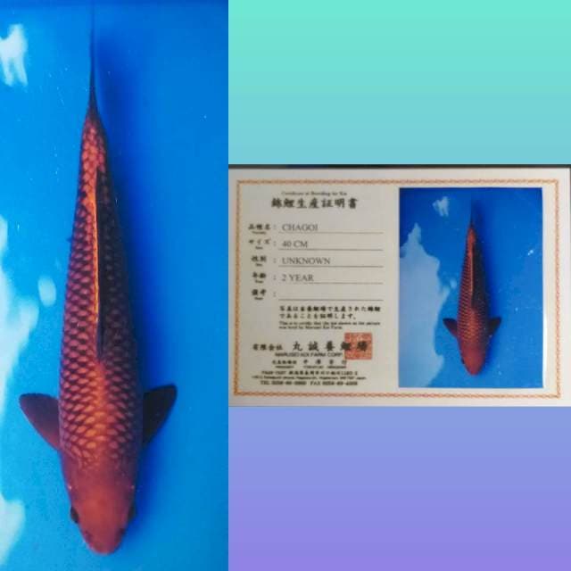 Jumbo Chagoi Marusei 42Cm