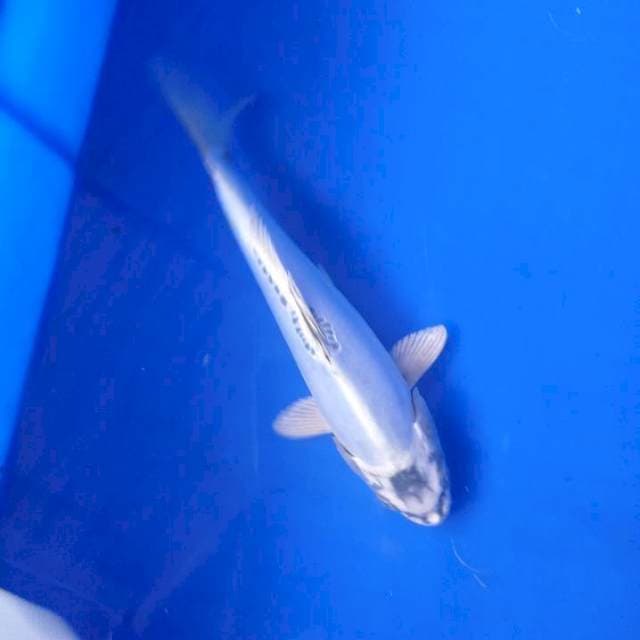 Kiko putih antik