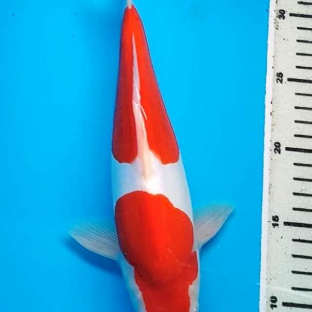 KOHAKU STEPS DUA DOITSU MURNI BULKY 28 CM,  JANTAN