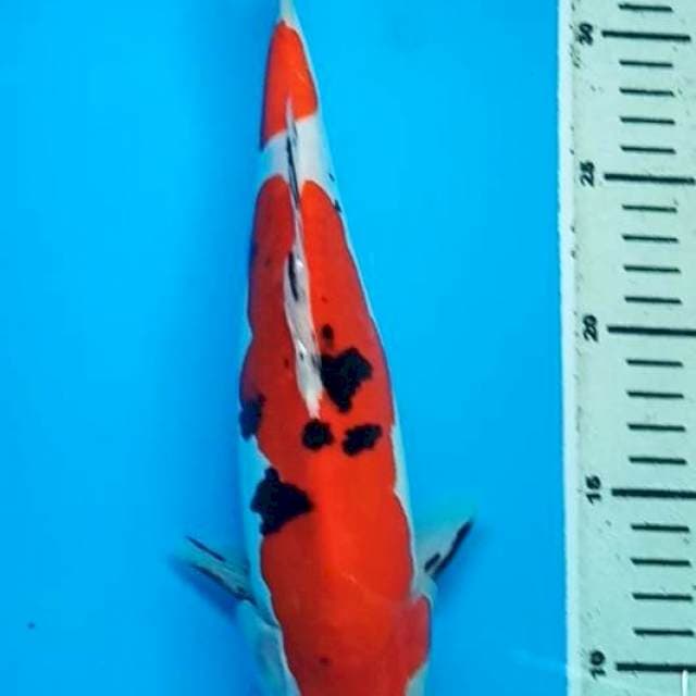 SANKE KUCIBENI DOITSU 30 Cm, JANTAN
