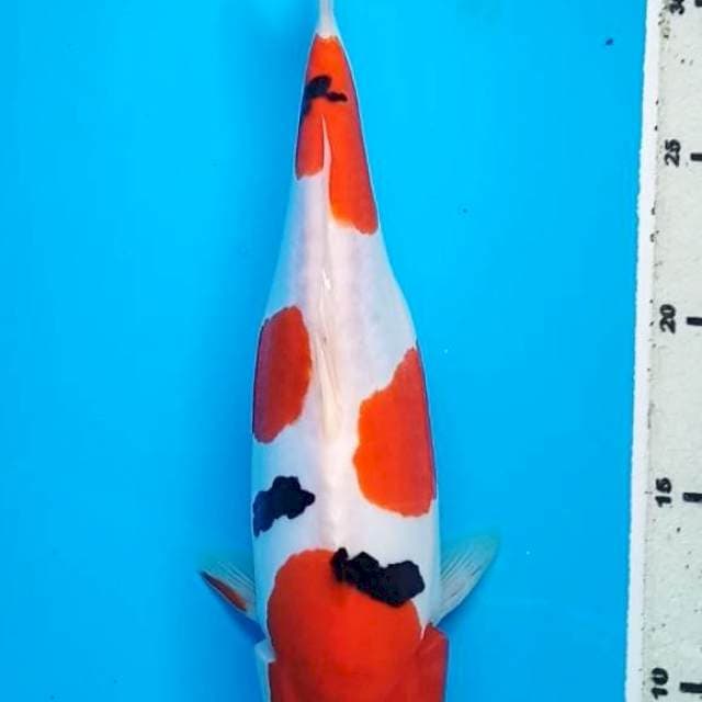 SANKE DOITSU BULKY 28 Cm