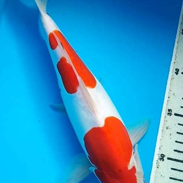 TATEGOI SANKE DOITSU BULKY 30 Cm, JANTAN