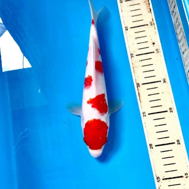 Kohaku, 25 cm