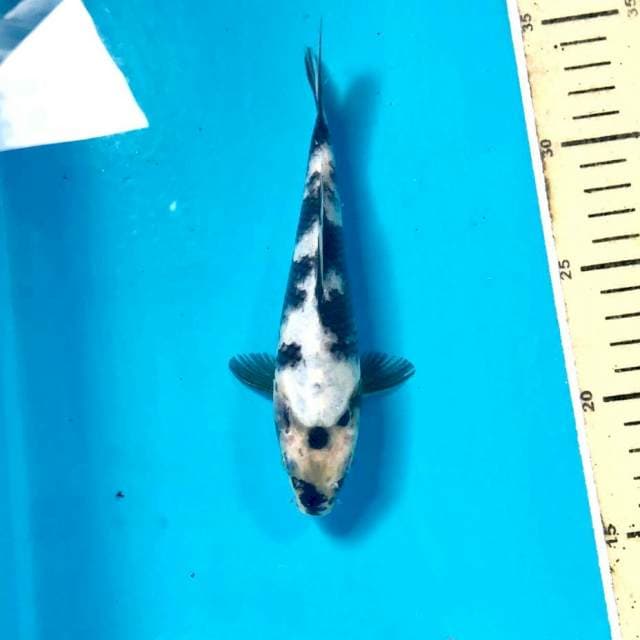 Shiro, 18 cm