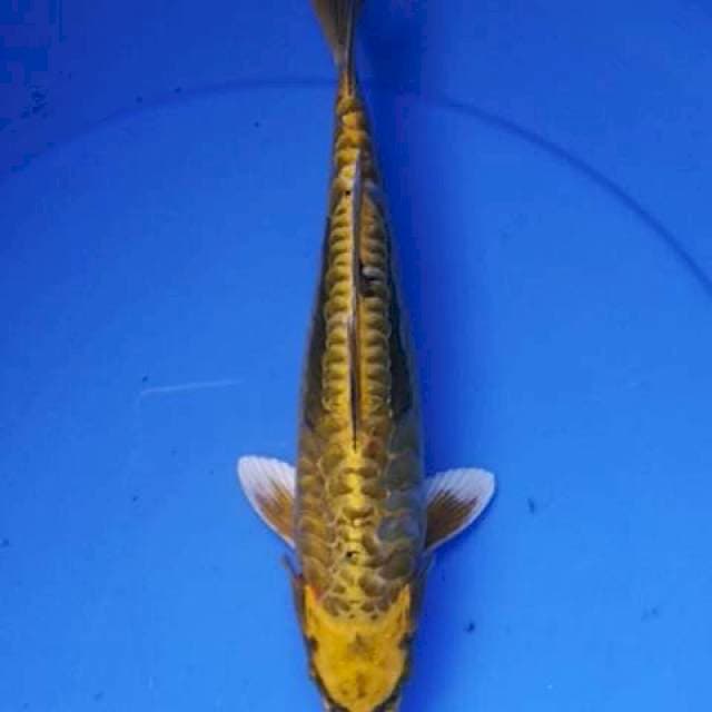 Kiko 28 cm