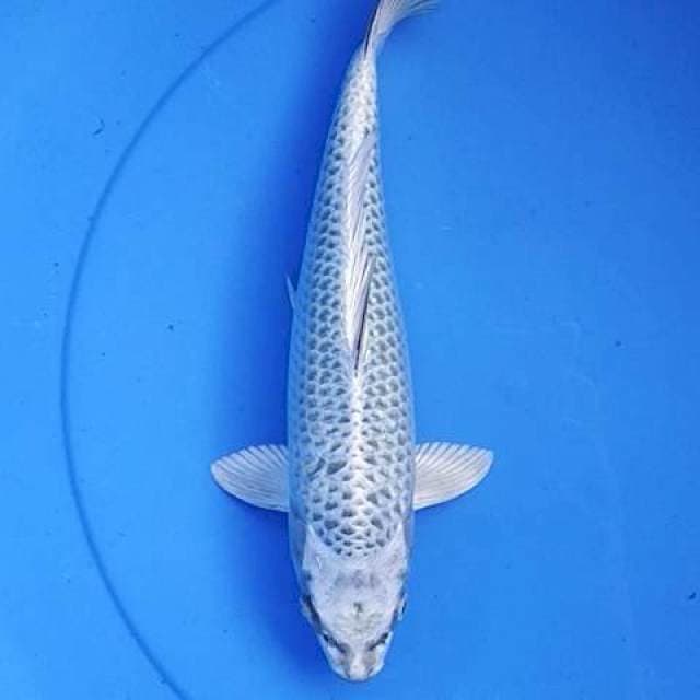Gin matshuba 30 cm