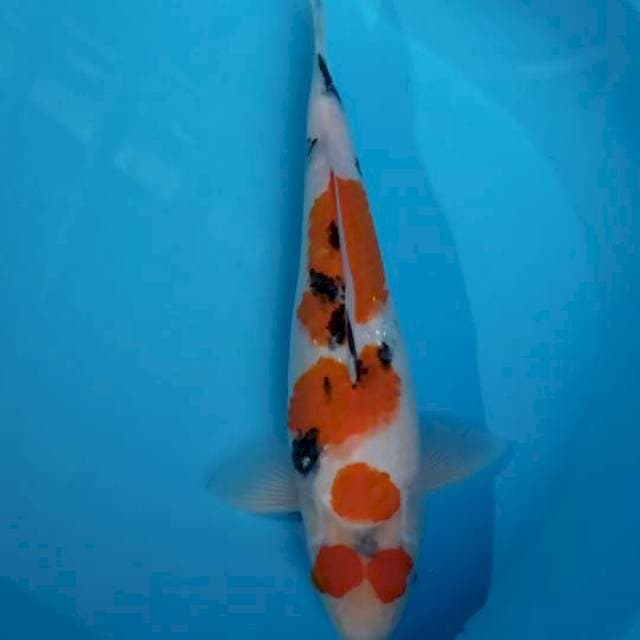 sanke female 36 cm