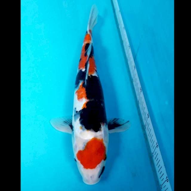MARUTEN SHOWA 39 CM
