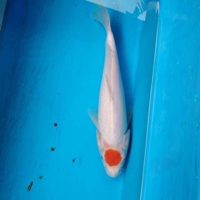 Tancho kohaku 