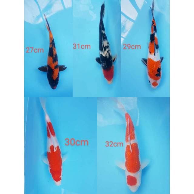 mix max 5 ekor 27-32 cm