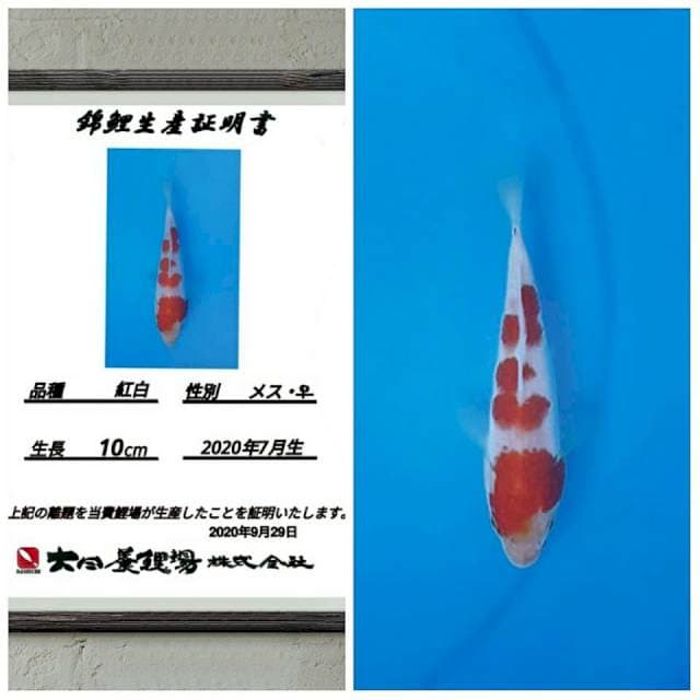 No.18 (super kohaku 15cm) import