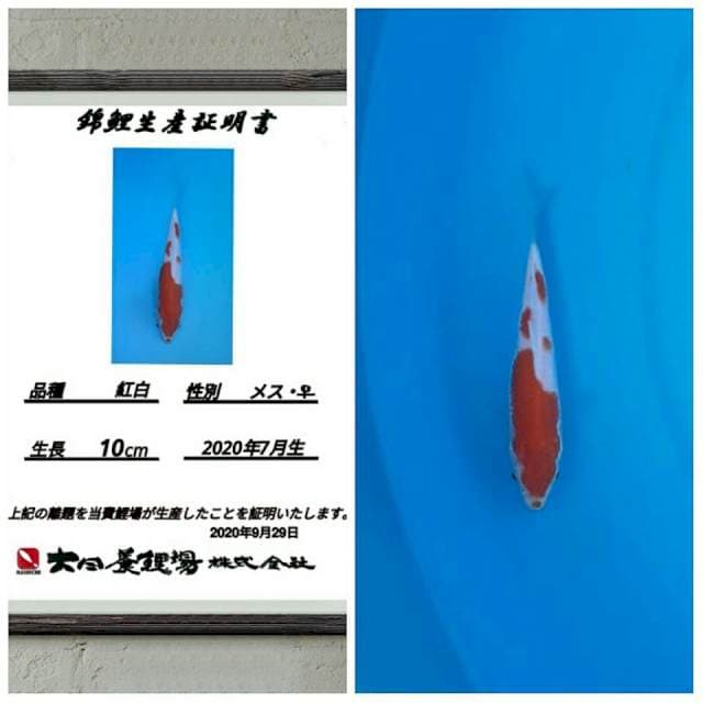 No.16(kohaku dainichi 15bu)