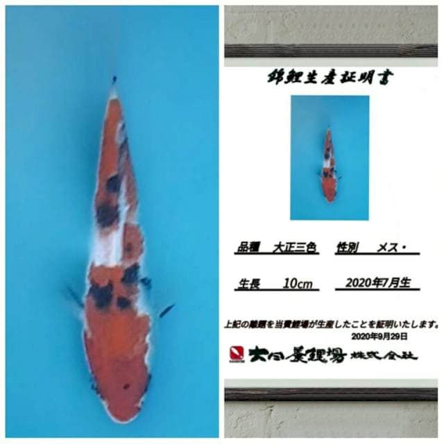 No.8 (sanke import tategoi)20bu