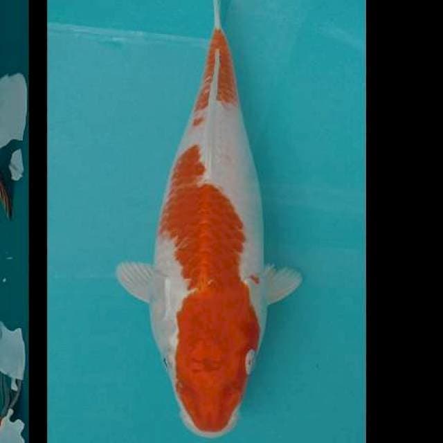 Hariwake 34cm