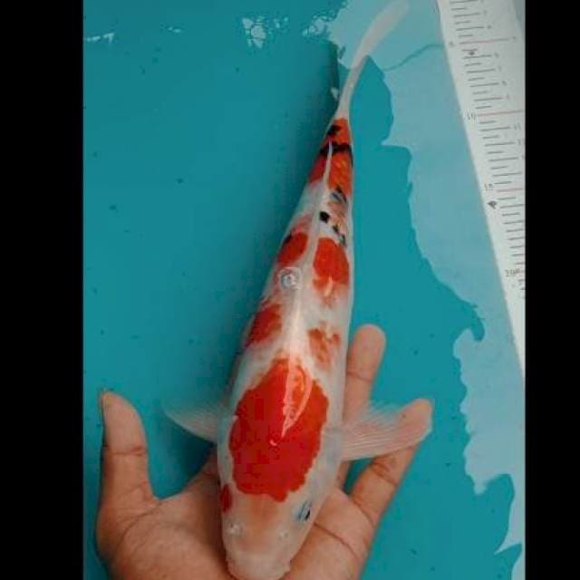 Sanke 32cm
