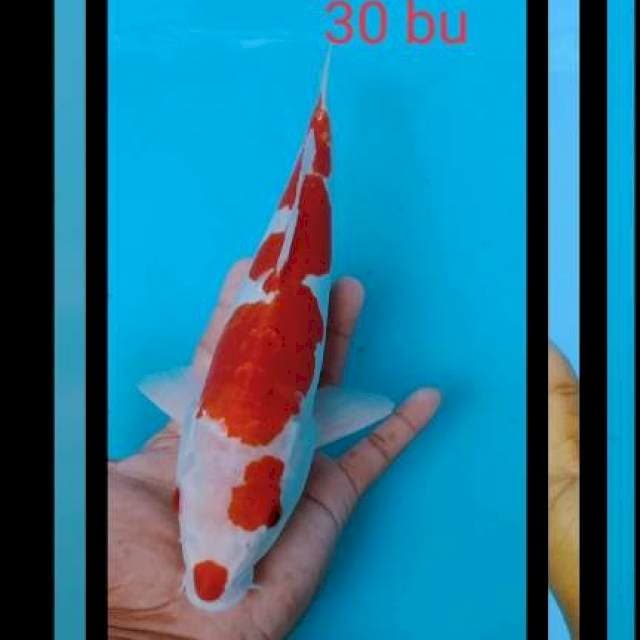 Kohaku doids 30cm