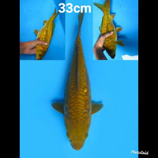 Aragoke JT , 33cm