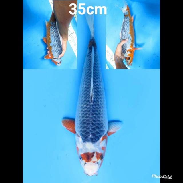 Asagi Ring Rapi , 35cm