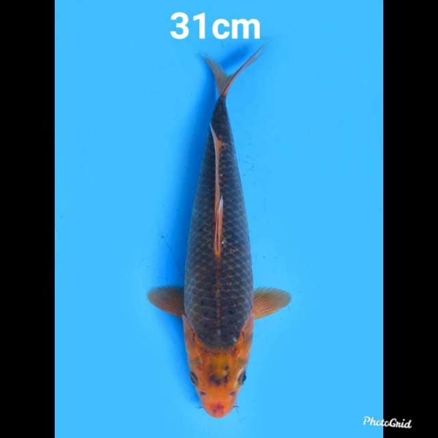Aka Matsuba , 31cm