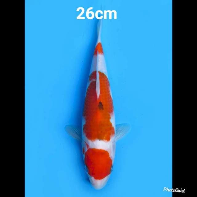 Maruten Sanke , 26cm 
