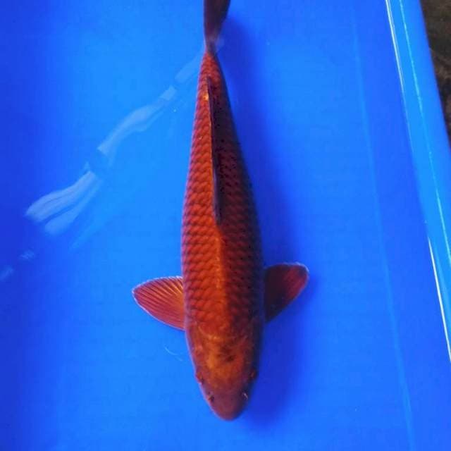 Jumbo tembaga male 45bu