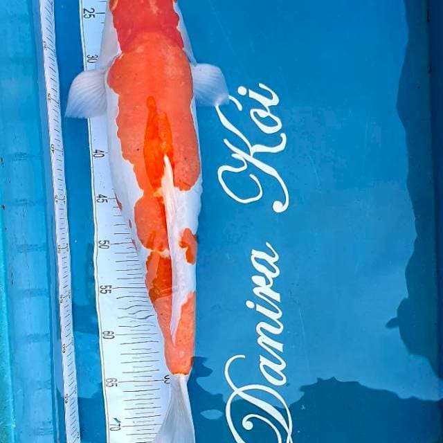 54cm Kohaku Doitsu