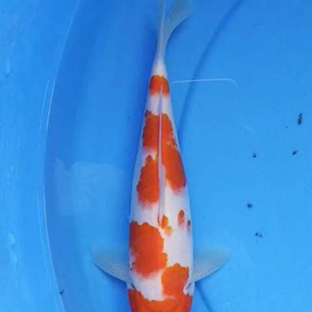 Kohaku 25 cm