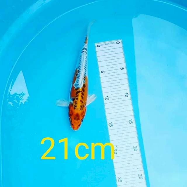 Kujaku 21cm