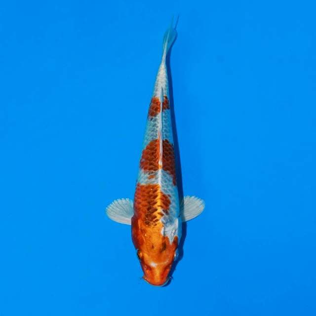 Kujaku Male 20cm