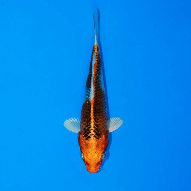 Kujaku Male 11cm