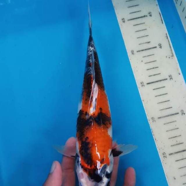 Showa hikari