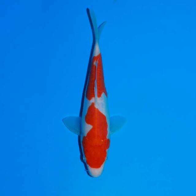 Doitsu Kohaku Murni HQ