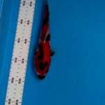 Showa 23 cm
