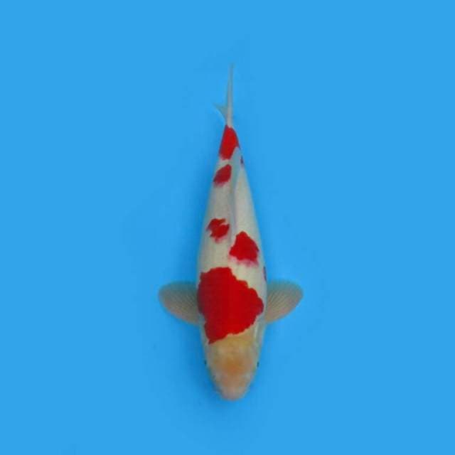BKS ( SIMPLE KOHAKU 40 CM )