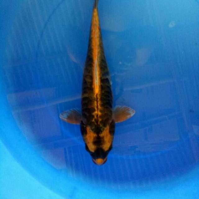 Kabuto Aragoke 39 cm
