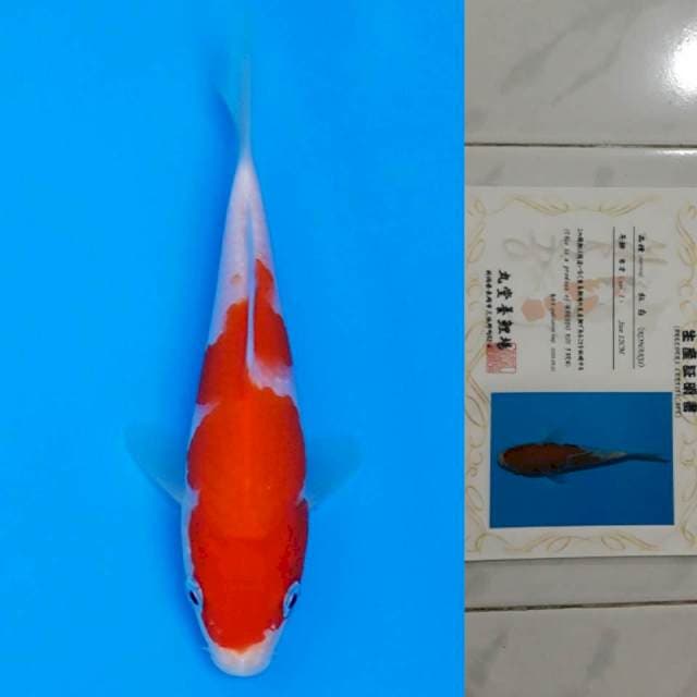 marudo kohaku 15cm certy